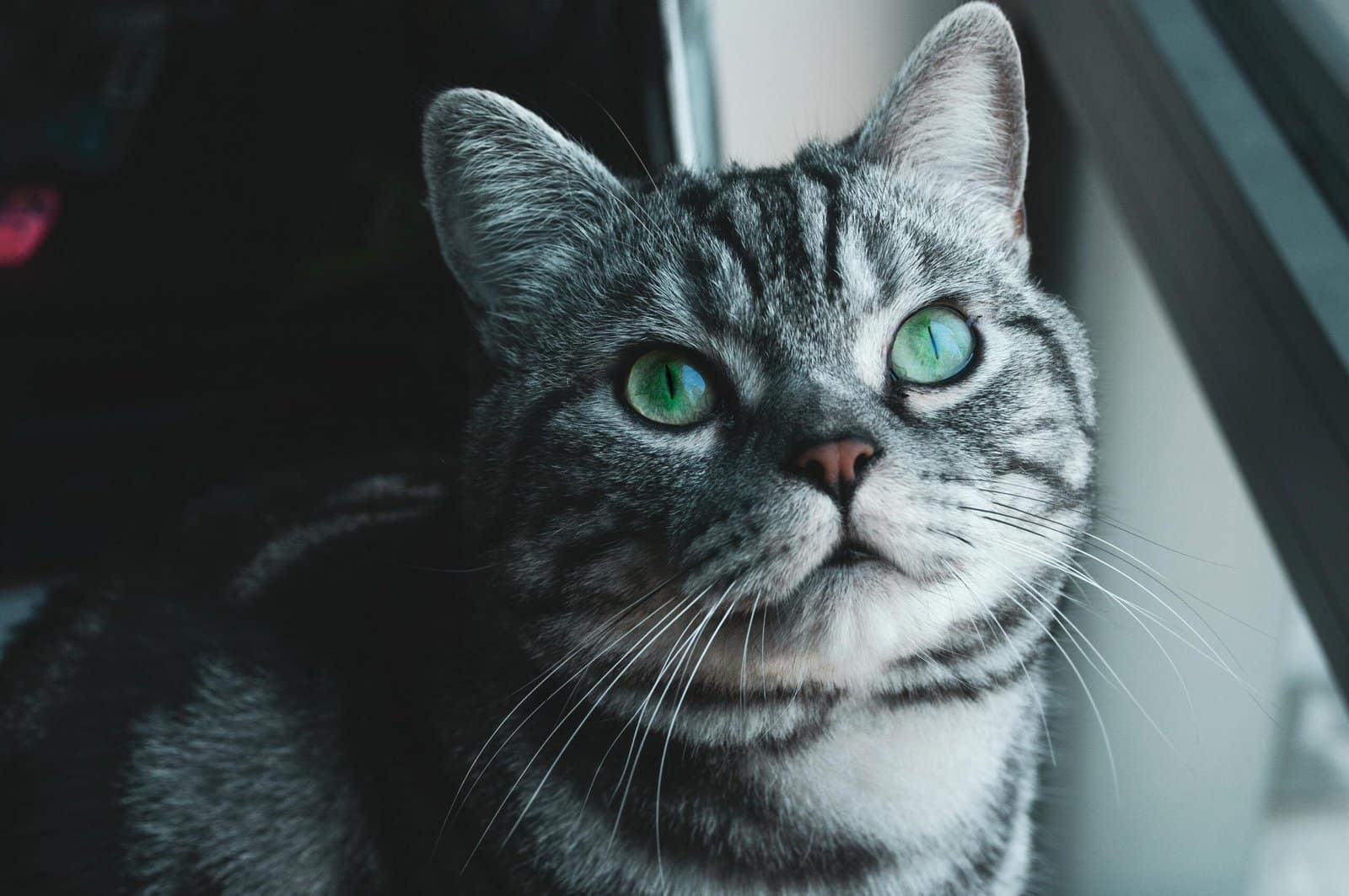 Adorable gato atigrado gris con llamativos ojos verdes, sentado cerca de una ventana.