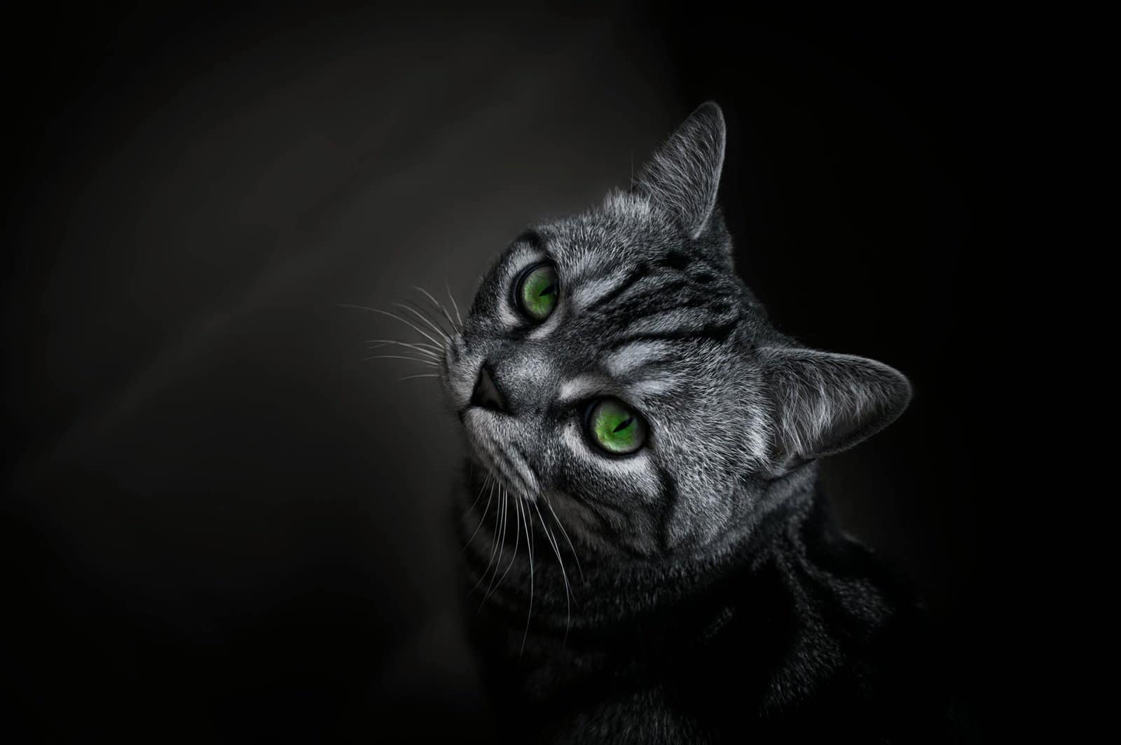 Close-up portrait of a gray cat with green eyes against a dark background, highlighting its expressive gaze.
