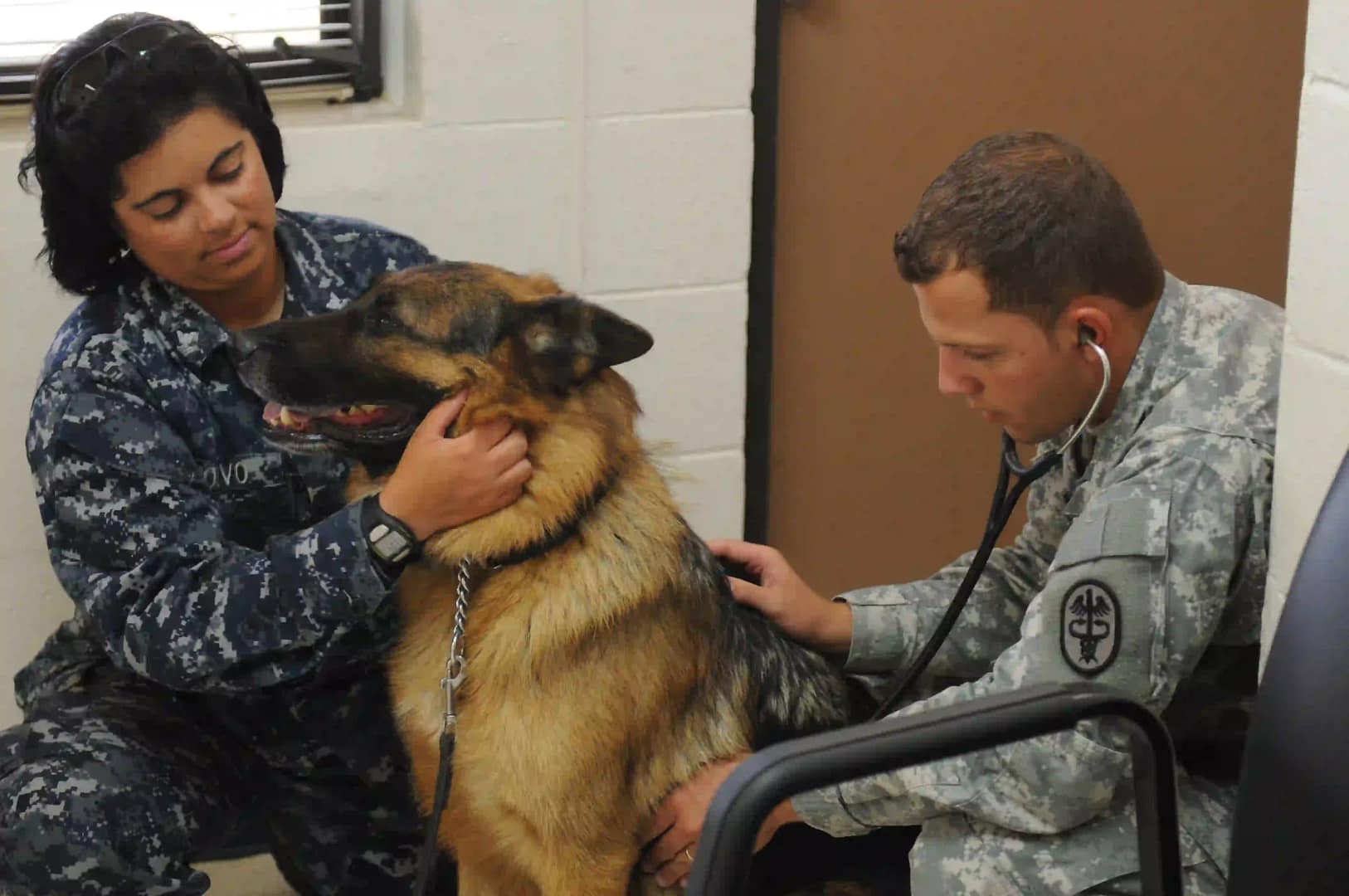 Veterinary exam (illustrative image for handling and health-check standards)