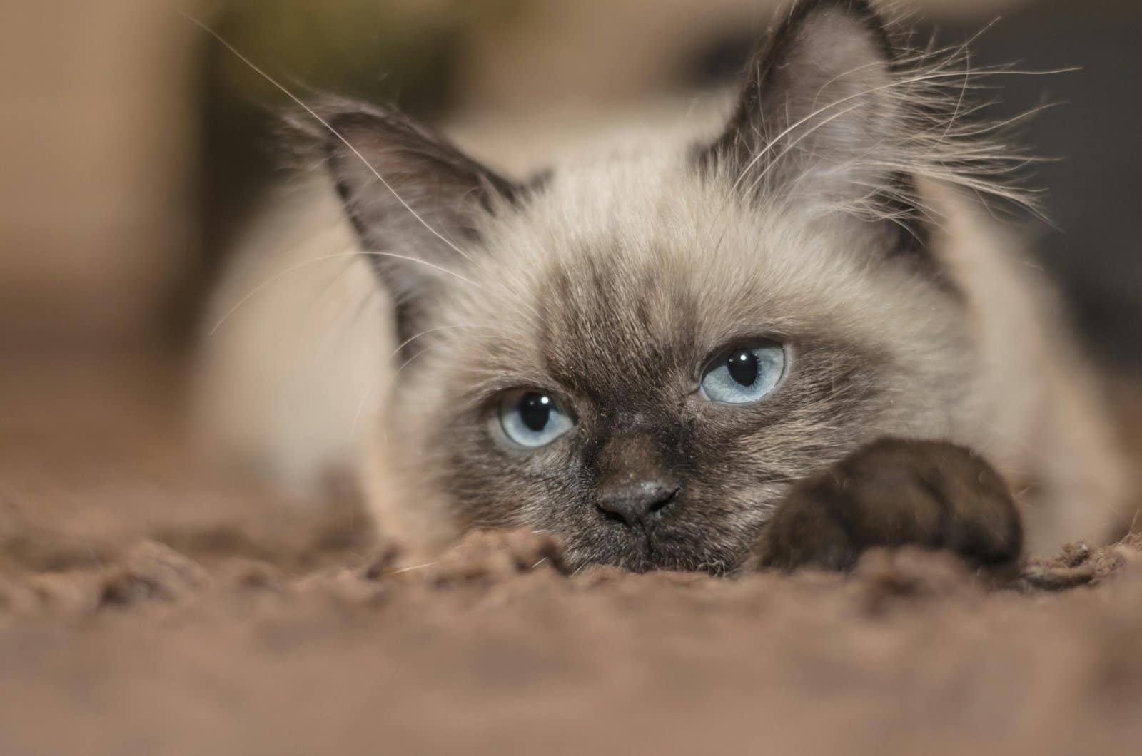 Un sereno gato siamés de llamativos ojos azules descansando sobre una suave alfombra. Perfecto para los amantes de las mascotas.
