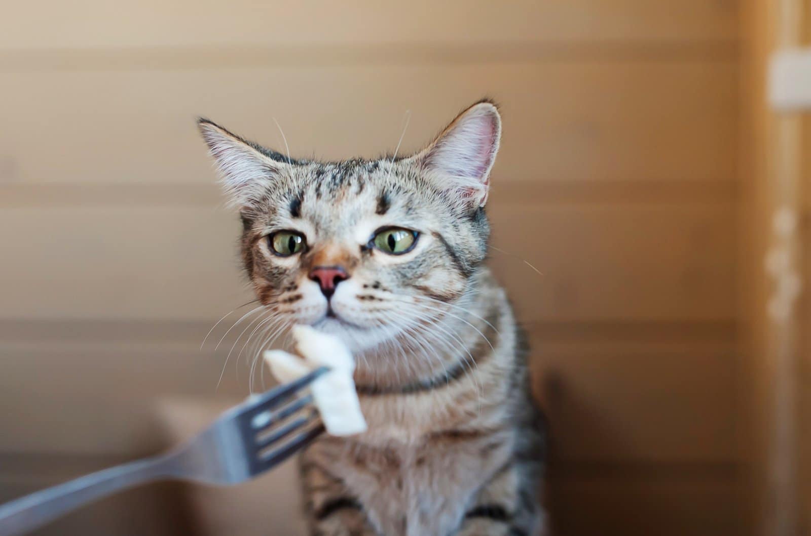 The cat at home eats food from a human fork