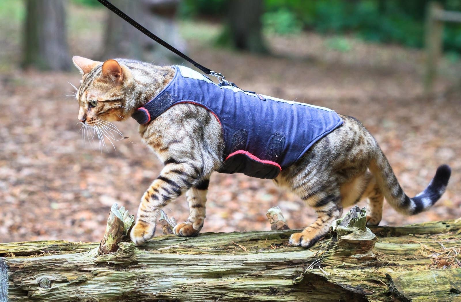 Bengal Cat in a Harness in England