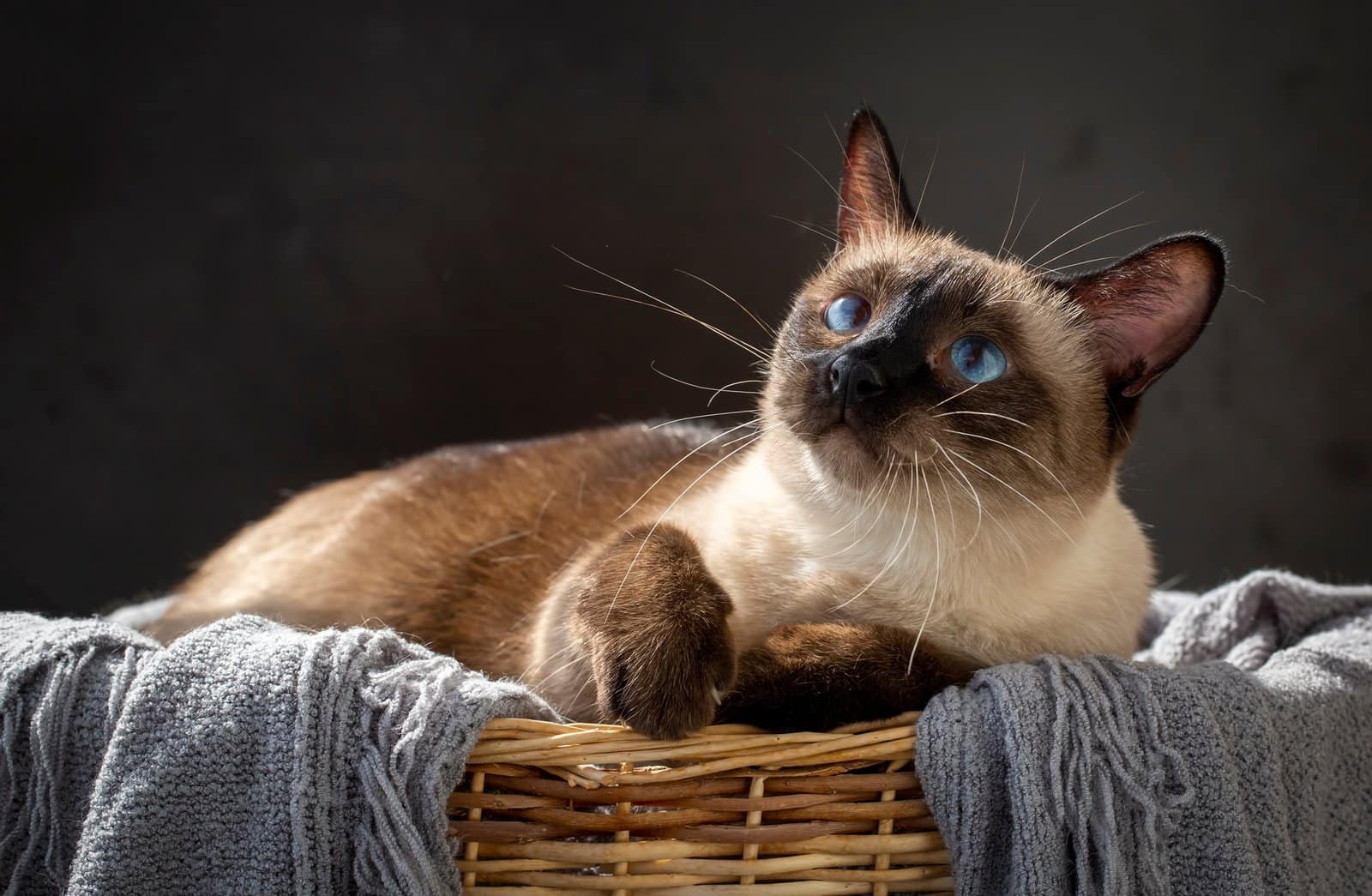 Pet animal, siamese kitten cat