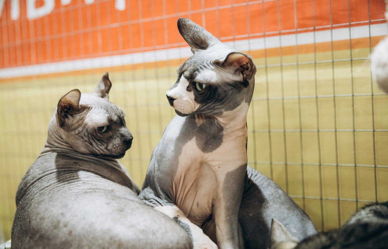 An elf cat, a new and very rare breed of cat, sits with a sphynx cat at a cat show