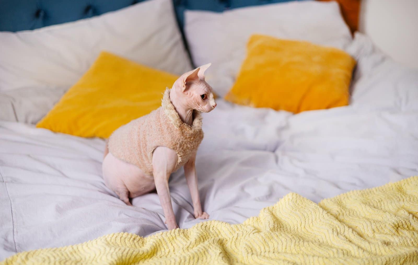 Little sphynx cat playing on bed in cozy home. Little Canadian Sphynx kitten playing with beads at
