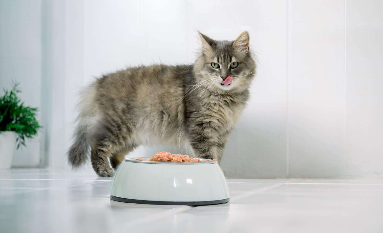 Cat standing near bowl with food