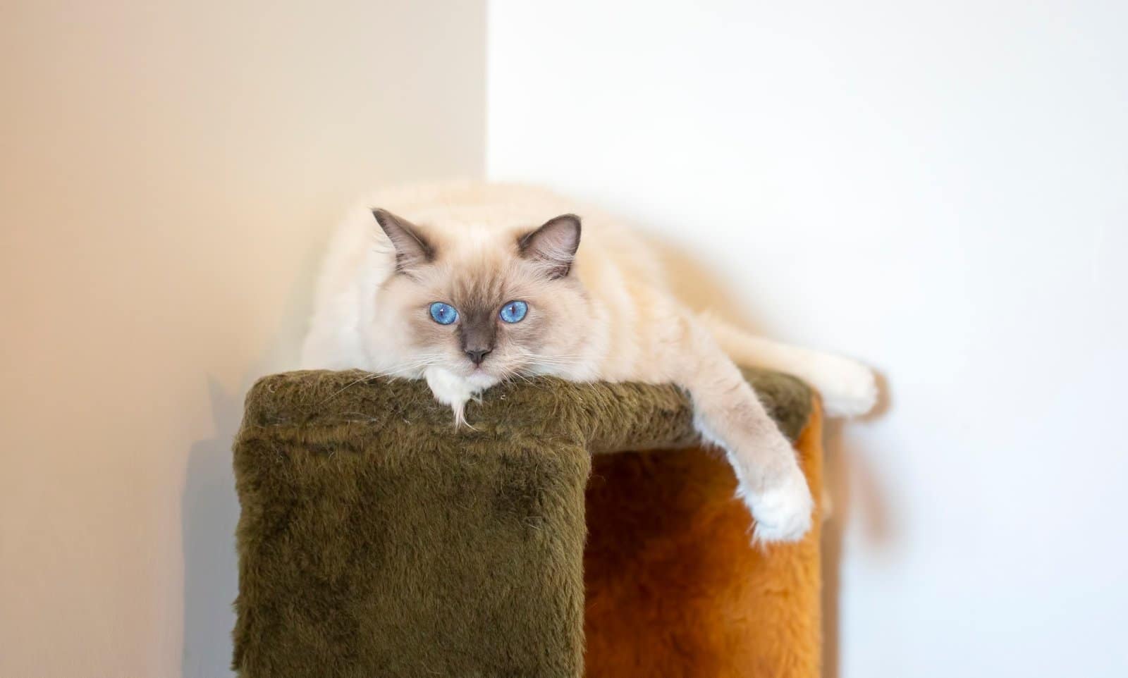 Gato Ragdoll adulto jovem e fofo