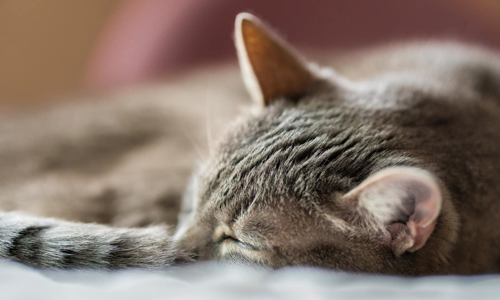Cute Cat Sleeping at Home
