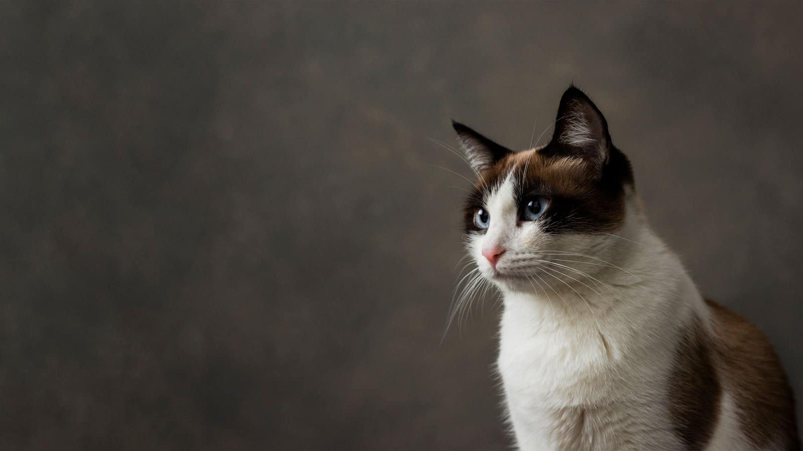 Snowshoe cat is sitting in front of a solid gray background, looking directly at the camera