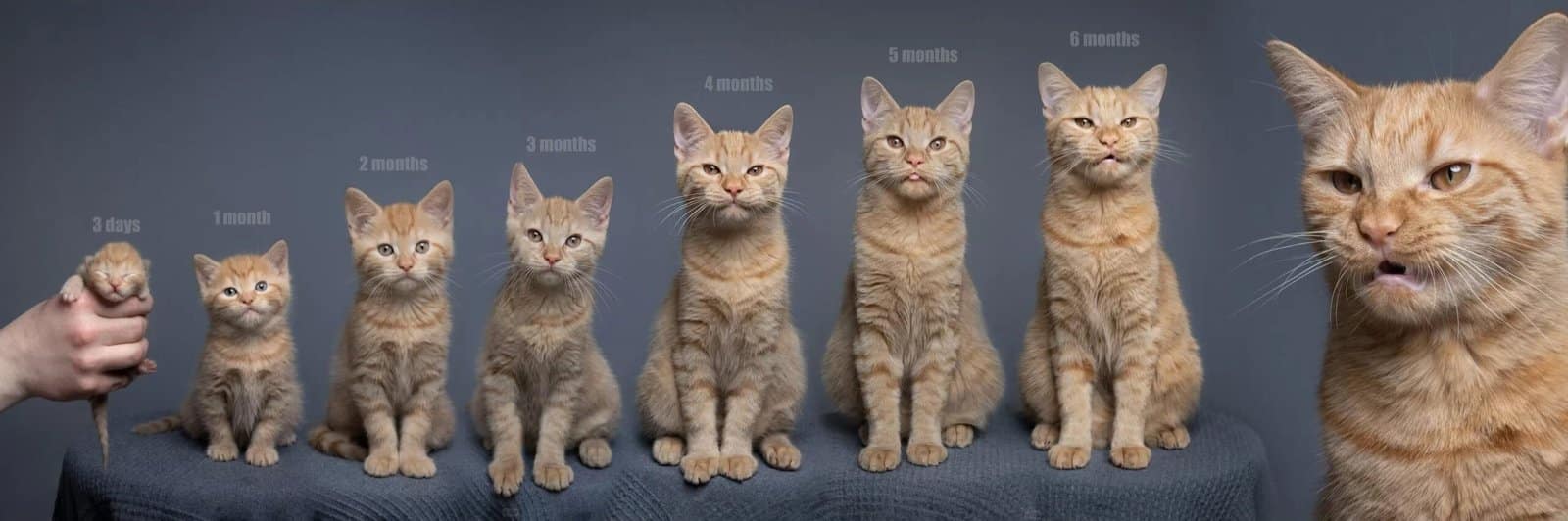 cat Life Stage