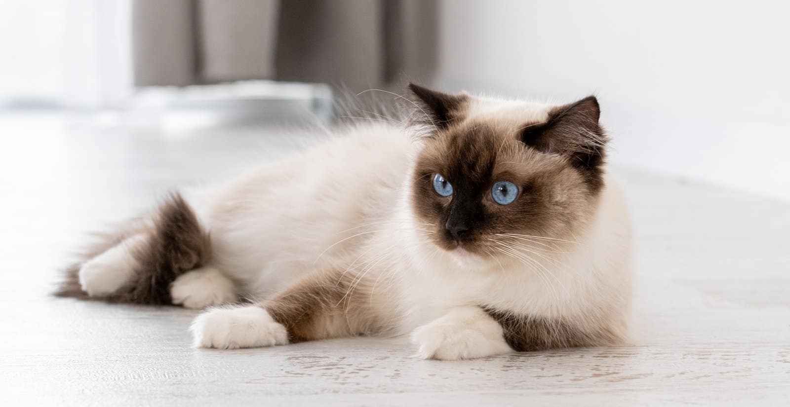 Ragdoll cat portrait