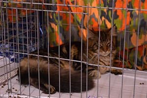 Cat show area with cats resting in a secure show cage