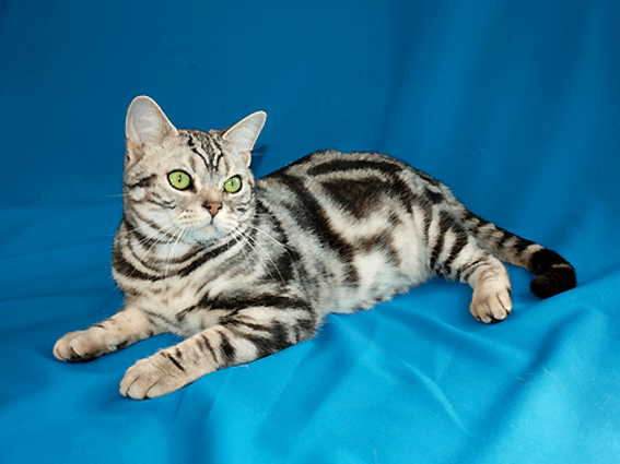 American Shorthairs