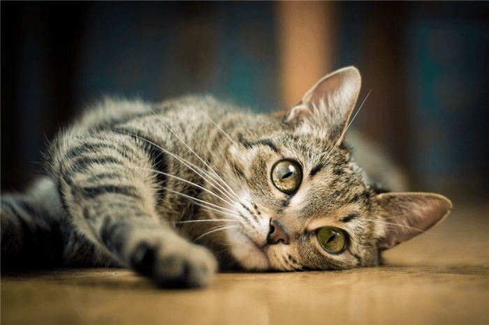 European shorthaired cat