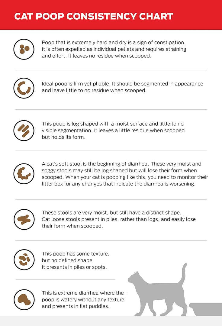Guide to Types of Cat Poop Consistency