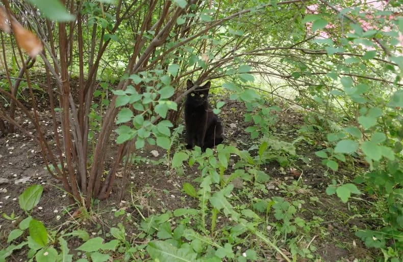 Ein Archivbild zeigt eine schwarze Katze, die in einem Garten sitzt, umgeben von Pflanzen und Blättern