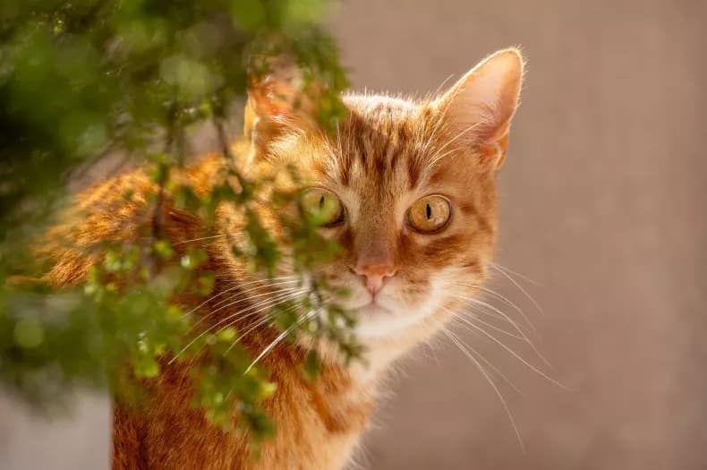 Ein Archivbild zeigt eine orangefarbene Katze, die sich hinter einer Zimmerpflanze versteckt