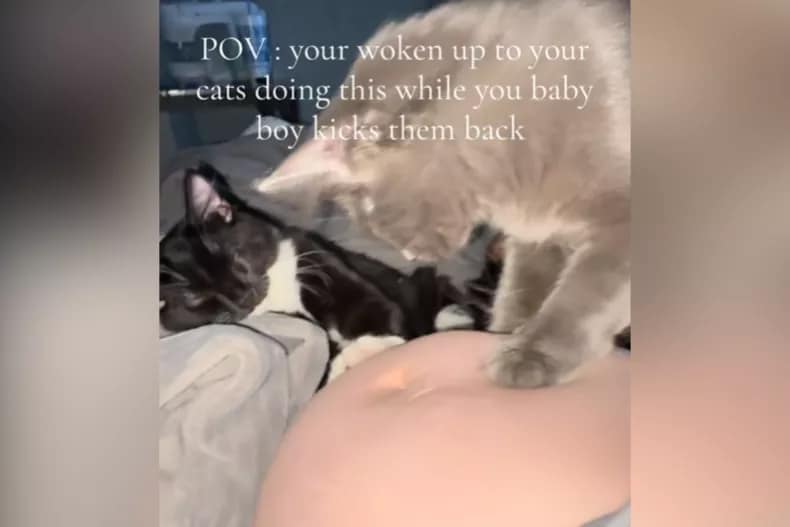 Os gatos amassando sua barriga de grávida