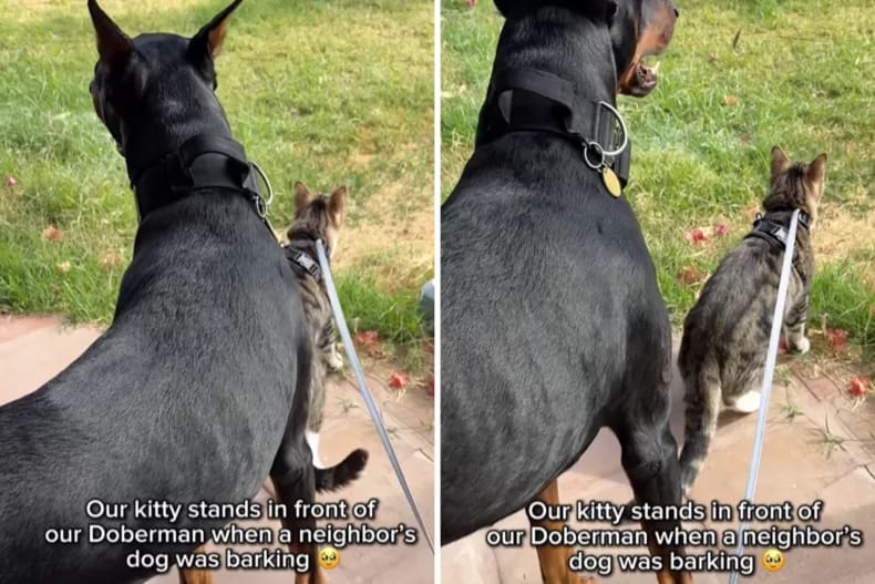 Wasabi se coloca protetoramente na frente de Diesel