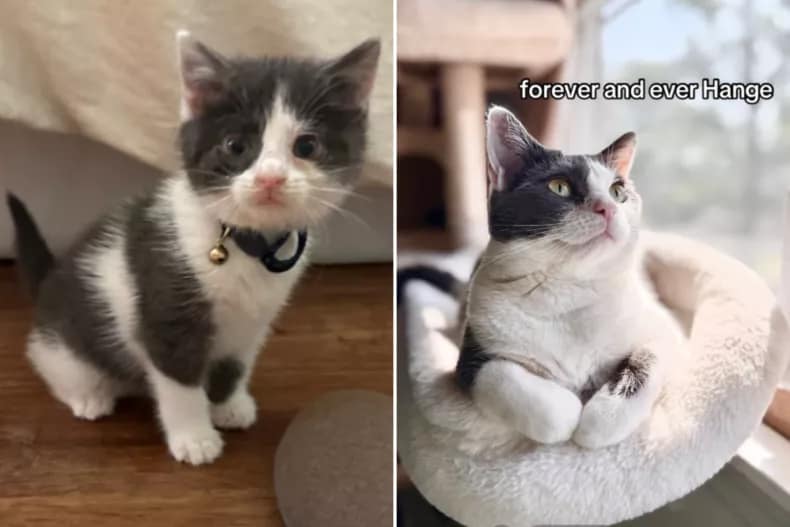 Hange as a kitten and pictured laying in her bed now