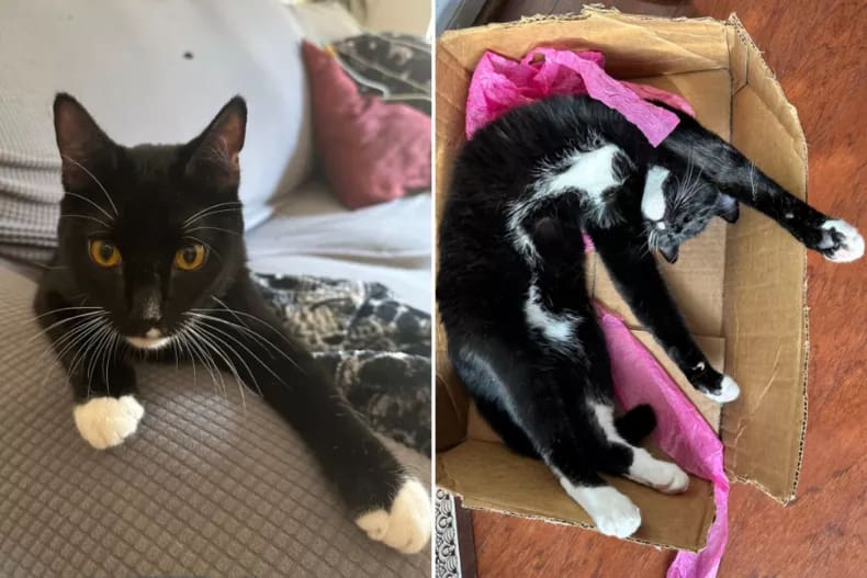 Joey, die gerettete Katze, sitzt auf der Couch und streckt sich in einem Karton aus