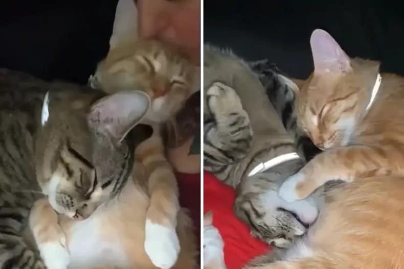 (L-R) Moose, die braun getigerte Katze, kuschelt mit Cheeto und legt seinen Kopf auf ihren Bauch