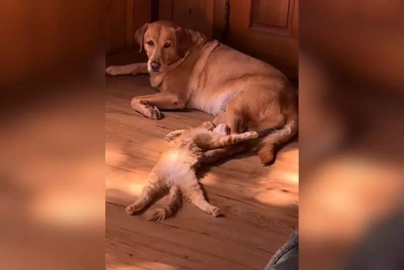 Mango, die Katze, liegt auf seinem Bett, und Melonen, der Tag, steckt darunter