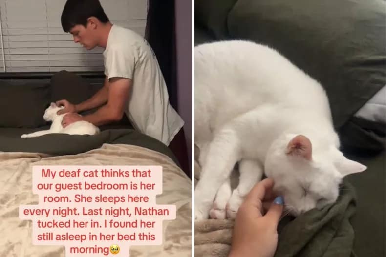 Fotos aus dem TikTok-Video von Madison Lane, in dem ihr Mann ihre Katze ins Gästebett bringt