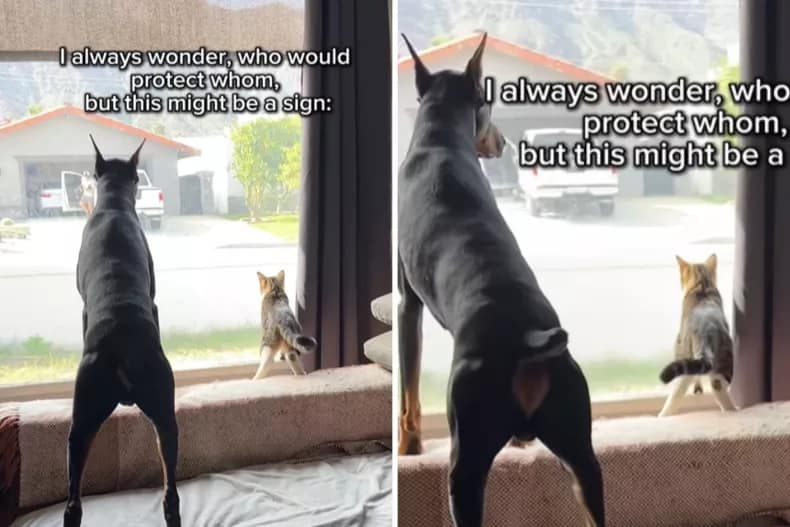 Diesel e Wasabi olhando pela janela.