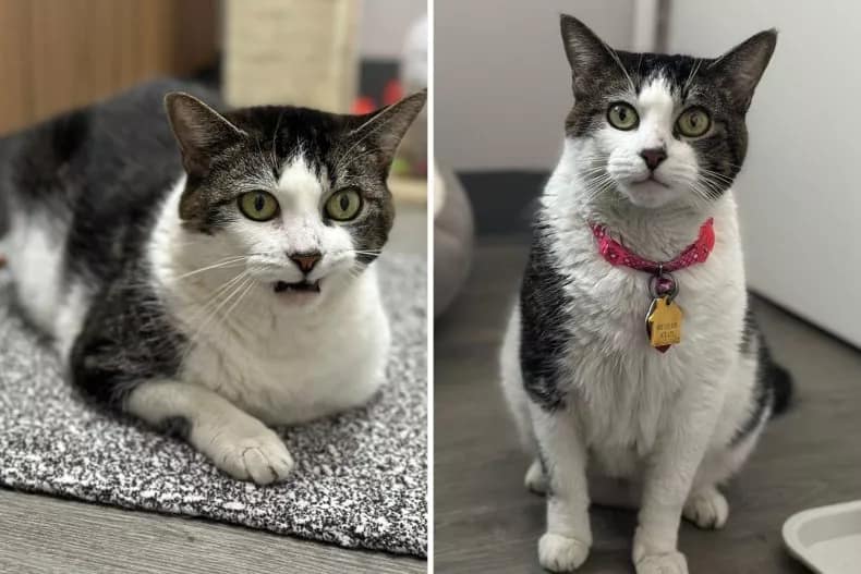 Eine 16-jährige Katze namens Lucinda, die auf ein neues Zuhause wartet, nachdem ihr früherer Besitzer krank wurde und sich nicht mehr um sie kümmern konnte