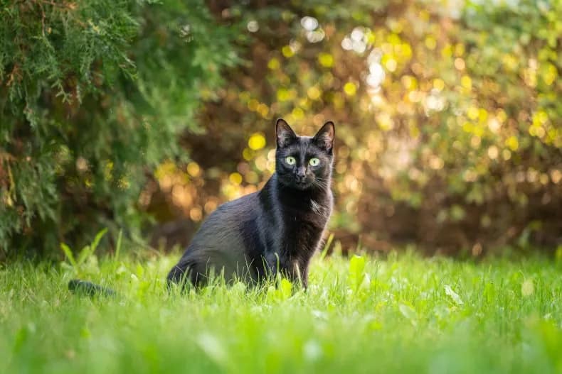 Eine schwarze Katze schaut in die Kamera, während sie im Freien im Gras sitzt