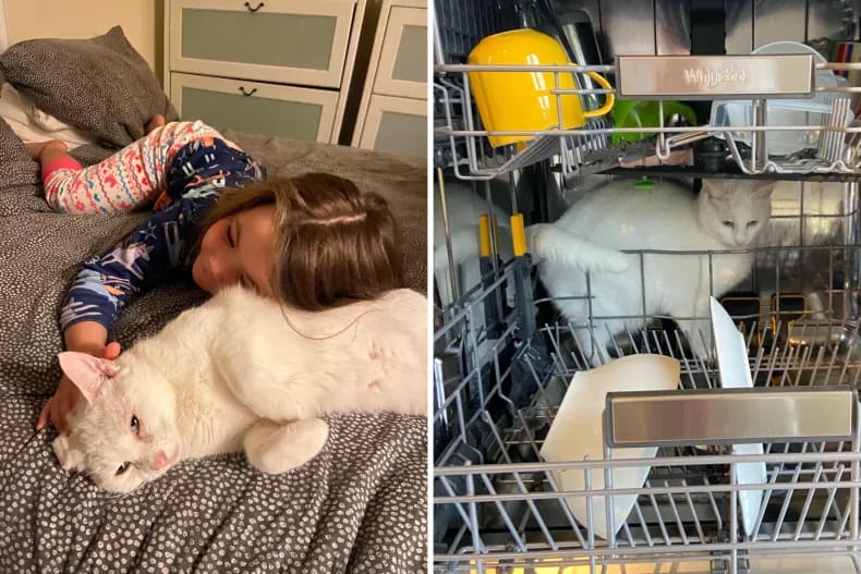 Florence und Boo liegen auf einem Bett. Die weiße Katze im Geschirrspüler