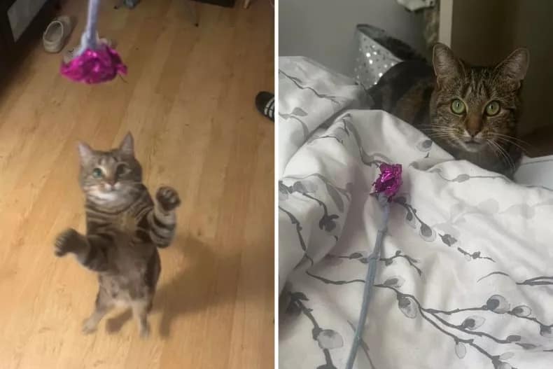 Fotos de uma publicação no Reddit sobre a obsessão de um gato por um brinquedo quase gratuito que o dono fez para ele com um cordão de moletom e um elástico de cabelo