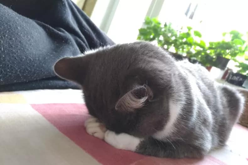 Ein Archivbild zeigt eine graue Smokey-Katze, die mit dem Gesicht nach unten schläft