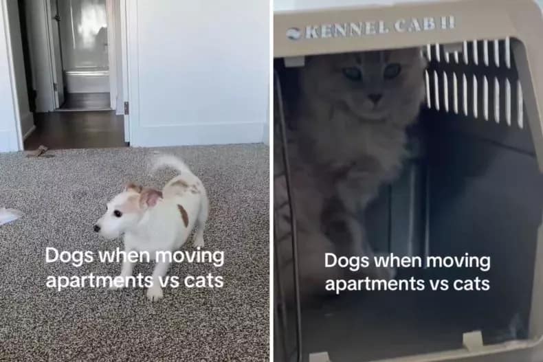 Screenshots from an August 30 TikTok video of an owner experiencing two different reactions from a cat and dog during their move to a new apartment