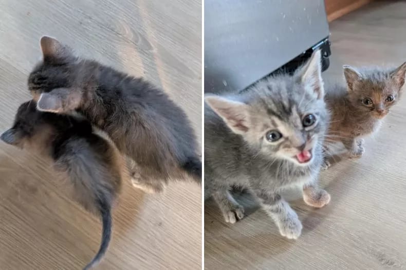 Fleece y Flannel juegan juntos en casa