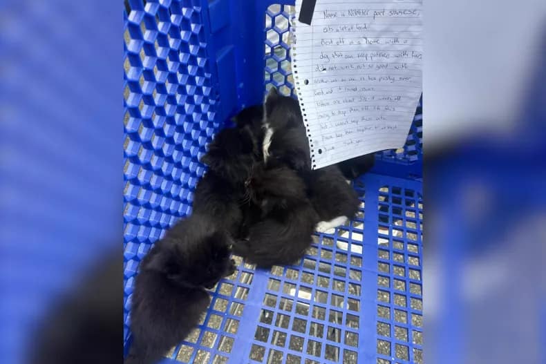 Una imagen del post viral de Reddit sobre los gatitos abandonados con la nota