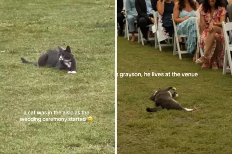 Screenshots aus einem TikTok-Video vom 25. August, in dem eine am Veranstaltungsort ansässige Katze eine Hochzeit stört, bevor die Zeremonie beginnt