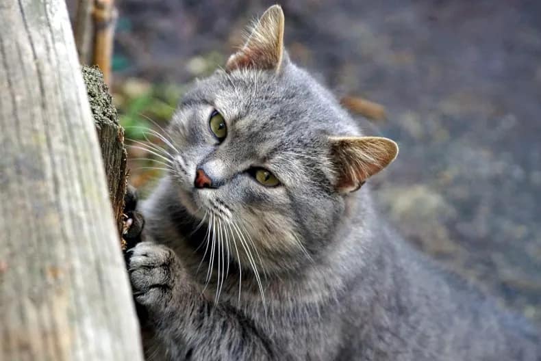 A stock image of a gray cat