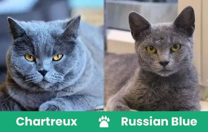 Chartreux Cat Vs Russian Blue Cat
