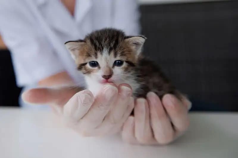 Cute newborn tabby kitten with blue eyes and tongue out, gently held in gloved hands by a veterinarian.