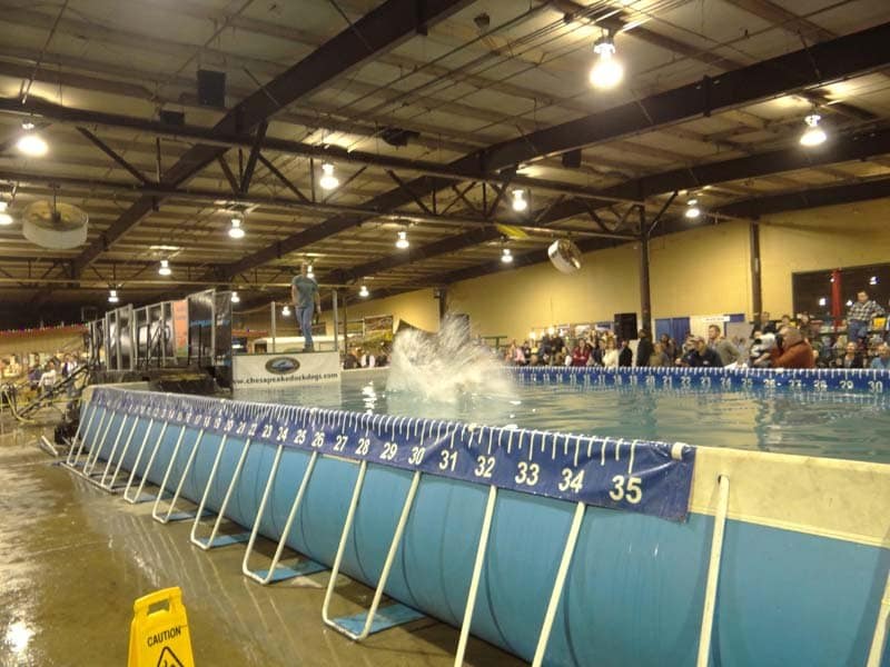 Indoor dock-diving pool with dogs competing in front of spectators