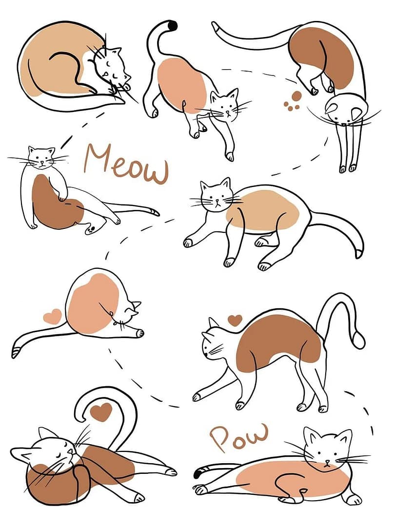cat comics