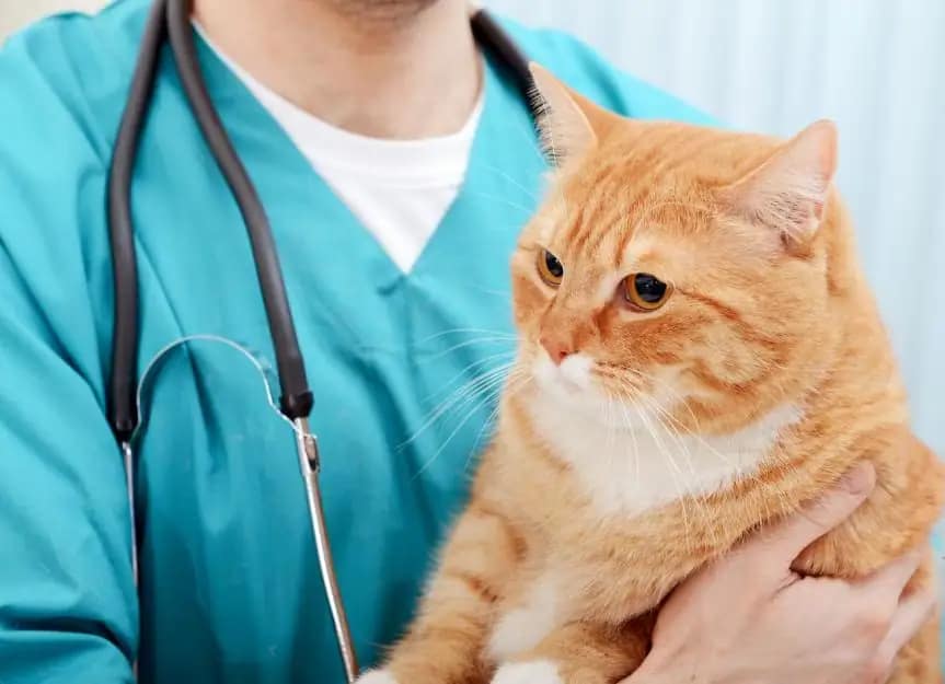 common tests for cat diarrhea