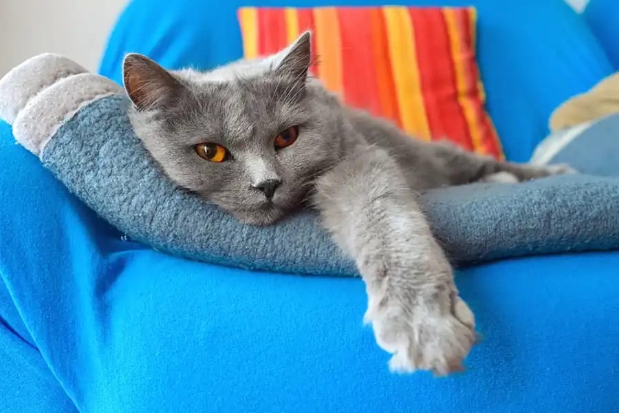 chartreux cat