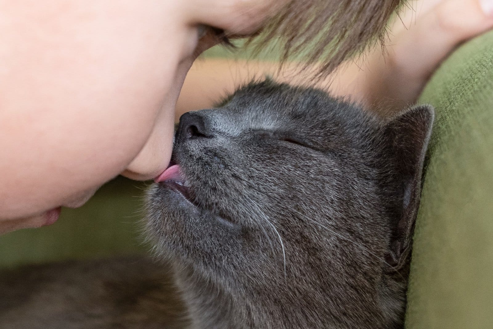 Cute domestic gray cat playing with human hand while lying on sofa. Pet and people.