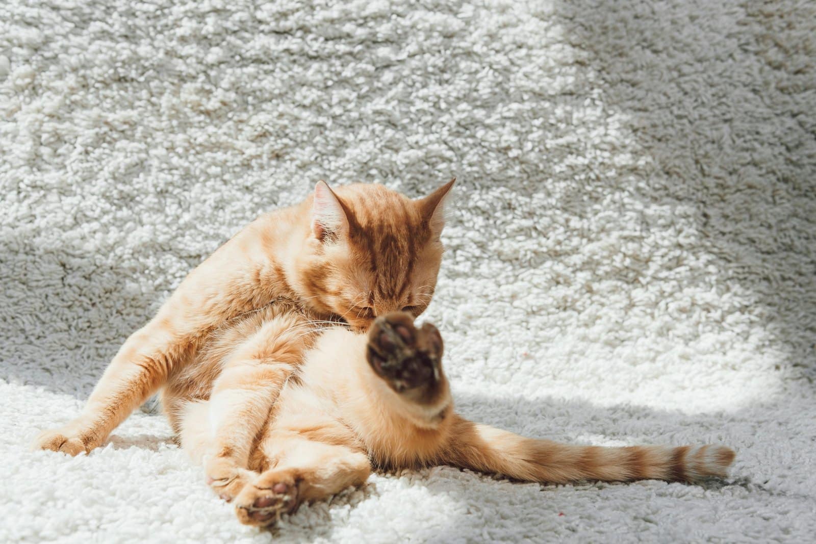 cute funny red cat sitting on white carpet and licking paw