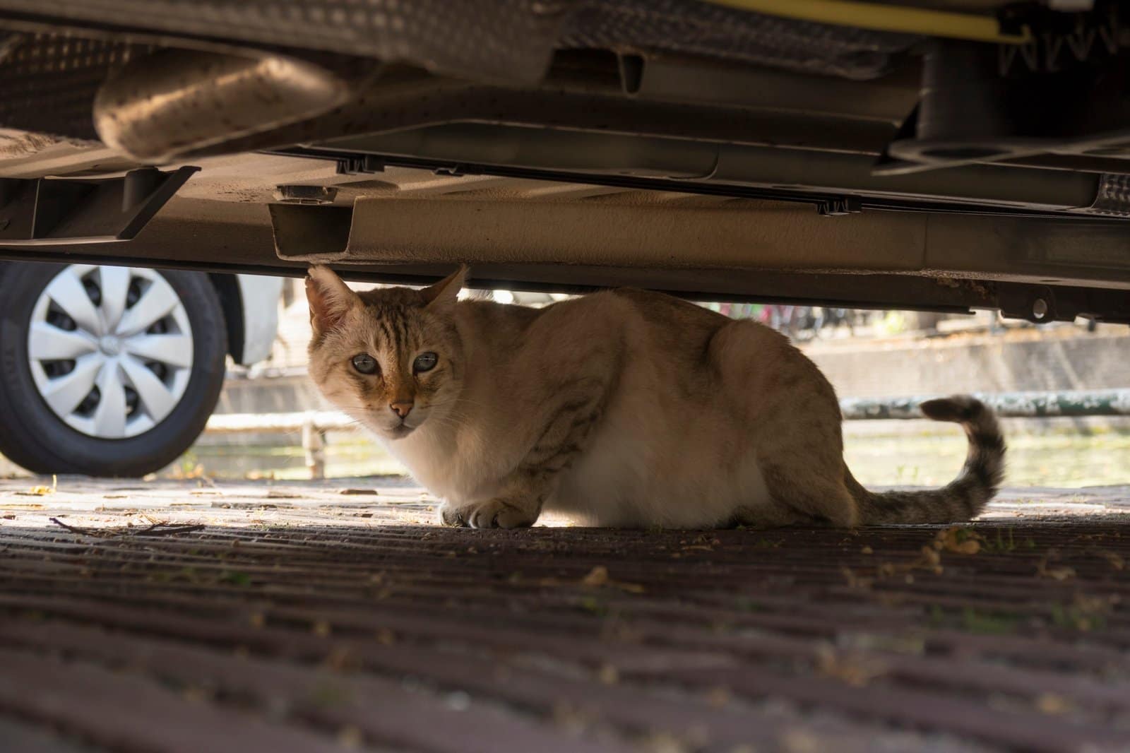 Domestic cat hiding under a car