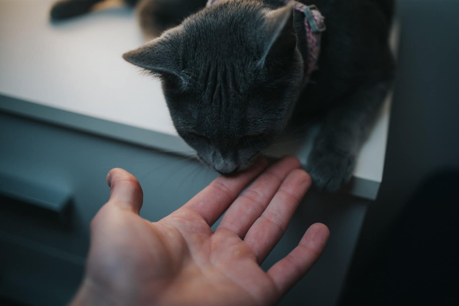 Portrait of a gray British cat licking a man's finger