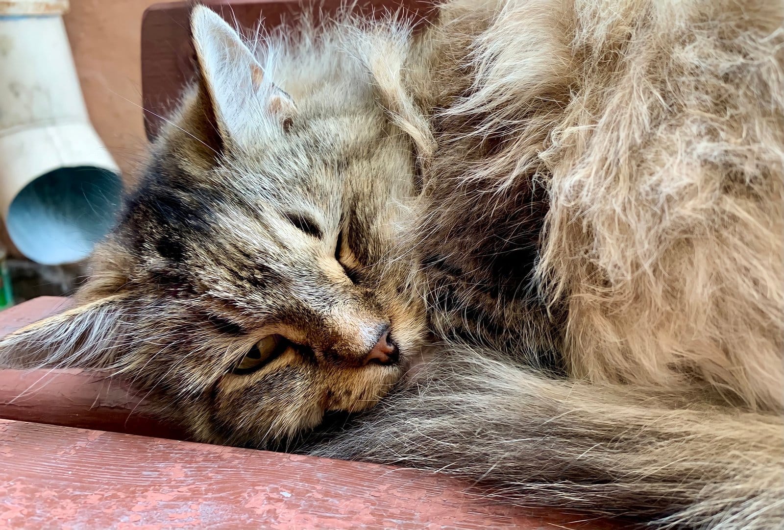 A stray cat is sleeping on the bench.